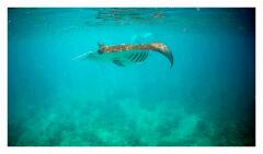 f-vlcsnap-2025-05-08-18h25m48s055