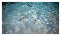 f-vlcsnap-2025-05-08-18h26m29s872